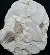 Double Dalmanites Plate - Rochester Shale, NY #6341-1